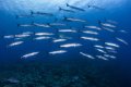 Barracuda at Irai point